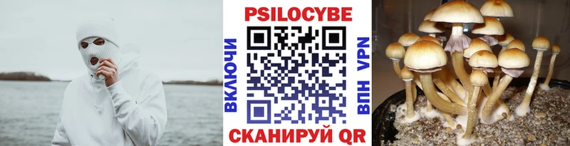 MEGA сайт  Краснообск  Галлюциногенные грибы Cubensis 